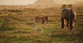 New Forest pony mare and foal bathed in sunrise Royalty Free Stock Photo