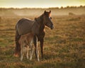 New Forest pony mare and foal in sunrise light Royalty Free Stock Photo