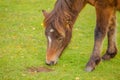 New Forest Pony Royalty Free Stock Photo