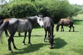 New forest ponies in the New Forest Hampshire