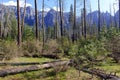 New forest regrowth after fire in Sierra Nevada Mountains, California Royalty Free Stock Photo