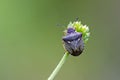New Forest Shieldbug on flower Royalty Free Stock Photo
