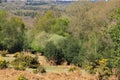 The New Forest in the Spring