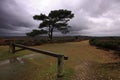 New forest tree Royalty Free Stock Photo