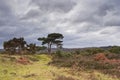 New Forest tree Royalty Free Stock Photo