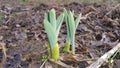 New, fresh flowers grew up in the garden Royalty Free Stock Photo