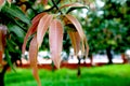 Image of New fresh leave on mango tress