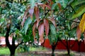 Image of New fresh leave on mango tress