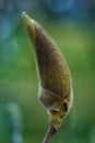 New, fresh magnolia bud in Morarilor Park in Bucharest Royalty Free Stock Photo