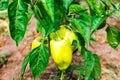 New Fresh pepper crop