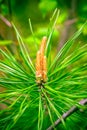 New fresh pine cone sprout on branch of Eastern Pine tree, natural forest background. Macro with shallow dof Royalty Free Stock Photo