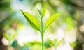 New fresh small plant growth up on green blurred nature Royalty Free Stock Photo