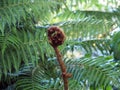 A new frond on a tree fern Royalty Free Stock Photo