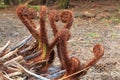 New fronds sprouting from a fallen tree fern Royalty Free Stock Photo