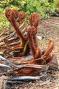 New fronds sprouting from the trunk of a fallen tree fern Royalty Free Stock Photo