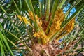 New fruit bunches on phoenix palm