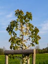 New fruit fenced flowering tree. Plantation. Royalty Free Stock Photo