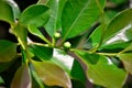 New fruits of Psidium cattleianum growing Royalty Free Stock Photo