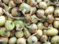 New good onion crop