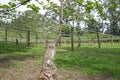 New graft on kiwi fruit vine in orchard, Kerikeri, New Zealand,