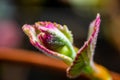 New grape leaves sprouting at the beginning of spring Royalty Free Stock Photo