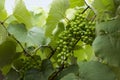 Green new grape on the tree Royalty Free Stock Photo