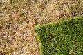New grass Royalty Free Stock Photo