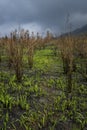 New grass grow after forest fires in Indonesia Royalty Free Stock Photo