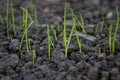 New grass growing from grass seed 2 Royalty Free Stock Photo