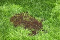 New grass growing from reseeding in green lush lawn Royalty Free Stock Photo