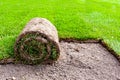 New grass Royalty Free Stock Photo