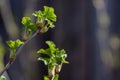 New green blackcurrant leaves are growing Royalty Free Stock Photo