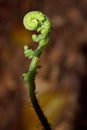 Young green fern leaf crozier