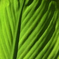 A new green canna lily leaf Royalty Free Stock Photo
