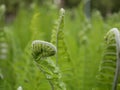 A new green fern leaf unfolds against the background of open leaves on a Sunny spring day in the forest. Royalty Free Stock Photo