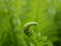 A new green fern leaf unfolds against the background of open leaves on a Sunny spring day in the forest. Royalty Free Stock Photo