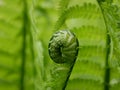 A new green fern leaf unfolds against the background of open leaves on a Sunny spring day in the forest. Royalty Free Stock Photo