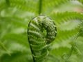 A new green fern leaf unfolds against the background of open leaves on a Sunny spring day in the forest. Royalty Free Stock Photo