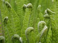 A new green fern leaf unfolds against the background of open leaves on a Sunny spring day in the forest. Royalty Free Stock Photo