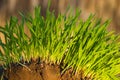 New Green Grass growing Royalty Free Stock Photo
