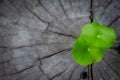 New green leaf born on old tree, water drop on new green leaf ,nature stock photo. Royalty Free Stock Photo