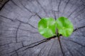 New green leaf born on old tree, water drop on new green leaf ,nature stock photo. Royalty Free Stock Photo