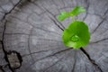 New green leaf born on old tree, water drop on new green leaf ,nature stock photo. Royalty Free Stock Photo