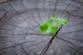 New green leaf born on old tree, water drop on new green leaf ,nature stock photo. Royalty Free Stock Photo