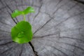 New green leaf born on old tree, water drop on new green leaf ,nature stock photo. Royalty Free Stock Photo