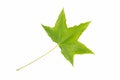 New green leaf isolated