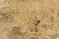 New green leaf  on old tree trunk, Howrah, West Bengal, India Royalty Free Stock Photo