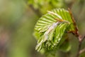 new green leafs on the beech Royalty Free Stock Photo