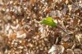 new green leafs on the beech Royalty Free Stock Photo