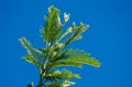 New green leaves Acacia dealbata mimosa tree silver or blue wattle in Adler Sochi street. Branch of mimosa